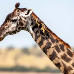 Grumeti River - Bunda