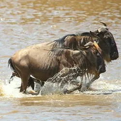 Grumeti River - Bunda