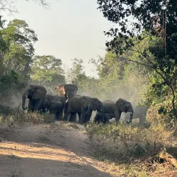 Rubondo Island National Park - Bunda