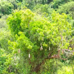 Sekenke Ruins - Bunda