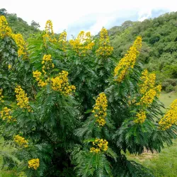 Sekenke Ruins - Bunda