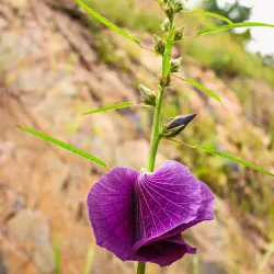 Sekenke Ruins - Bunda