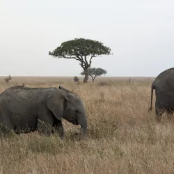 Serengeti National Park - Bunda