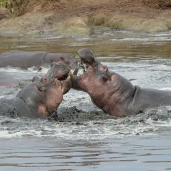 Serengeti National Park - Bunda