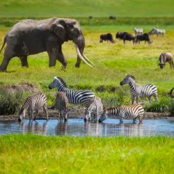 Serengeti National Park - Bunda