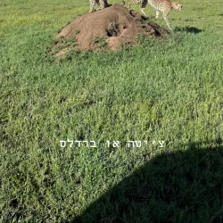 Serengeti National Park - Bunda