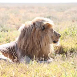 Serengeti National Park - Bunda