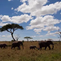 Serengeti National Park - Bunda