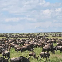 Serengeti National Park - Bunda