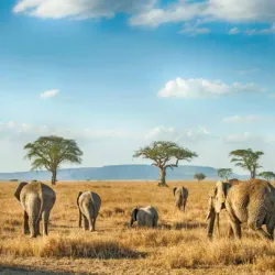 Serengeti National Park - Bunda