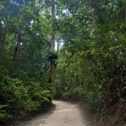 Ngezi Forest Reserve - Chake Chake