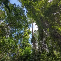 Ngezi Forest Reserve - Chake Chake