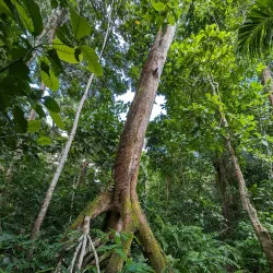 Ngezi Forest Reserve - Chake Chake