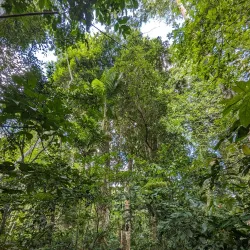 Ngezi Forest Reserve - Chake Chake