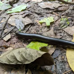 Ngezi Forest Reserve - Chake Chake