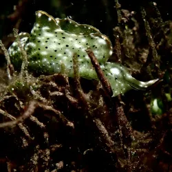 Pemba Diving Sites - Chake Chake