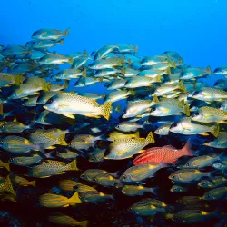 Pemba Diving Sites - Chake Chake