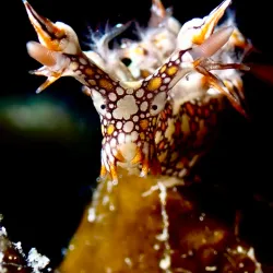 Pemba Diving Sites - Chake Chake