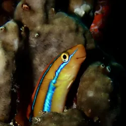 Pemba Diving Sites - Chake Chake