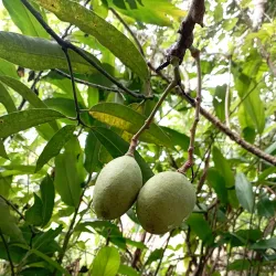 Pemba Spice Farms - Chake Chake