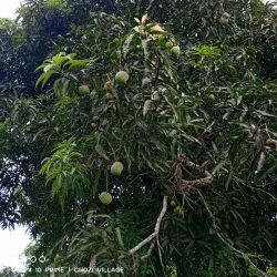 Pemba Spice Farms - Chake Chake