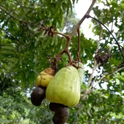 Pemba Spice Farms - Chake Chake
