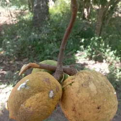 Pemba Spice Farms - Chake Chake