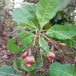 Pemba Spice Farms - Chake Chake