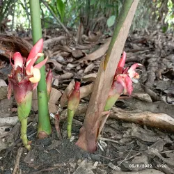 Pemba Spice Farms - Chake Chake