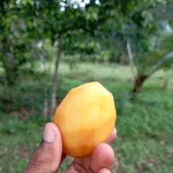 Pemba Spice Farms - Chake Chake