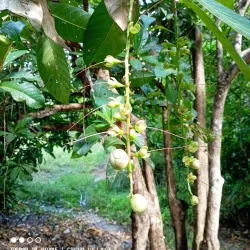 Pemba Spice Farms - Chake Chake