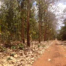 Kilombero Valley - Ifakara