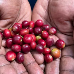 Local Coffee Plantations - Ifakara