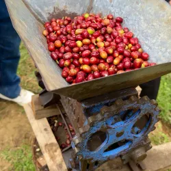 Local Coffee Plantations - Ifakara