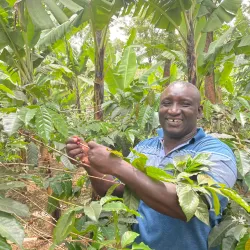 Local Coffee Plantations - Ifakara