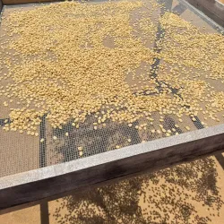 Local Coffee Plantations - Ifakara