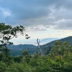 Matembwe Forest Reserve - Ifakara