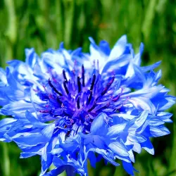 Mafinga Hills - Iringa