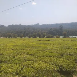Mufindi Tea Plantations - Iringa