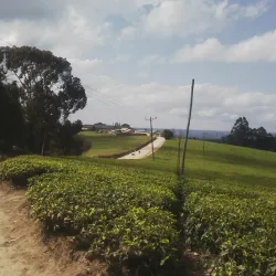 Mufindi Tea Plantations - Iringa