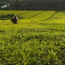 Mufindi Tea Plantations - Iringa
