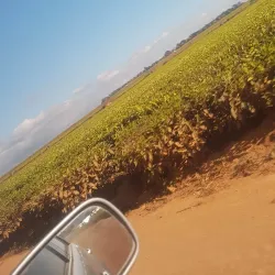 Mufindi Tea Plantations - Iringa