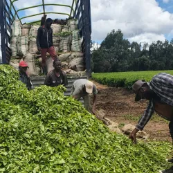 Mufindi Tea Plantations - Iringa