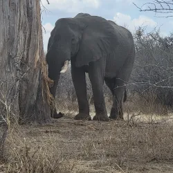 Ruaha National Park - Iringa