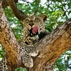 Ruaha National Park - Iringa