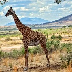 Ruaha National Park - Iringa