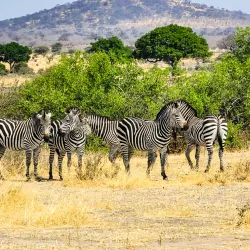 Ruaha National Park - Iringa