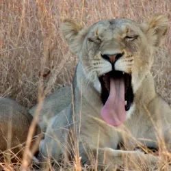 Ruaha National Park - Iringa