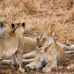 Ruaha National Park - Iringa