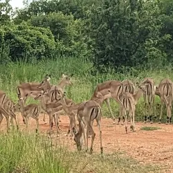 Ruaha National Park - Iringa